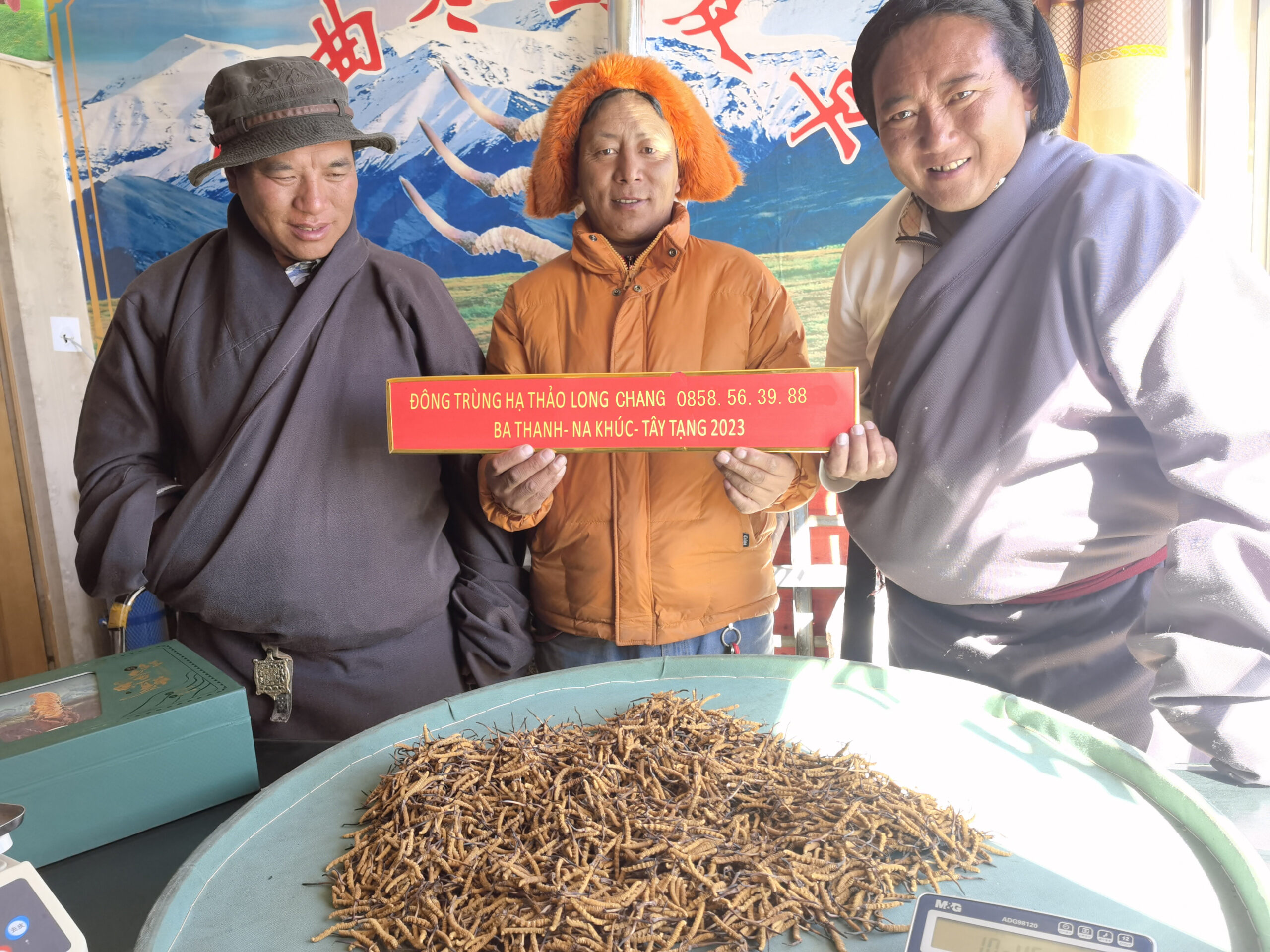 Công Dụng Của Đông Trùng Hạ Thảo Tây Tạng