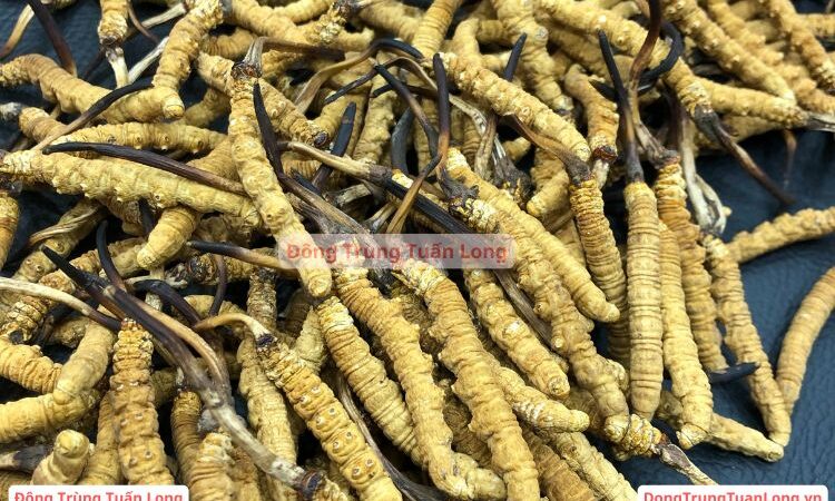 Đông Trùng Hạ Thảo Loại 10 Gram Size 50 Na Khúc Vip