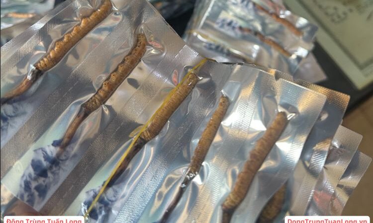 Đông trùng hạ thảo tươi Tây Tạng