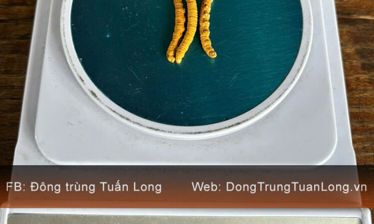 Đông Trùng Hạ Thảo Tây Tạng Loại 10g Size 30 Phổ Thông