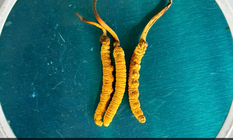 Đông Trùng Hạ Thảo Tây Tạng Loại 10g Size 30 Phổ Thông