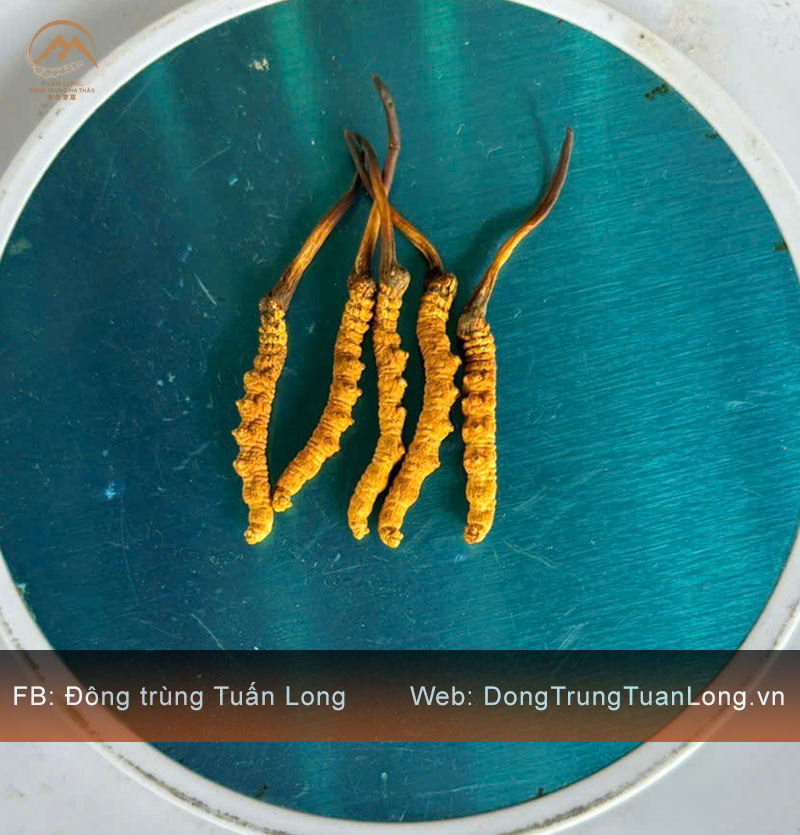 Đông Trùng Hạ Thảo Tây Tạng Loại 10g Size 50 Phổ Thông