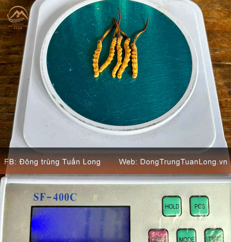 Đông Trùng Hạ Thảo Tây Tạng Loại 10g Size 50 Phổ Thông