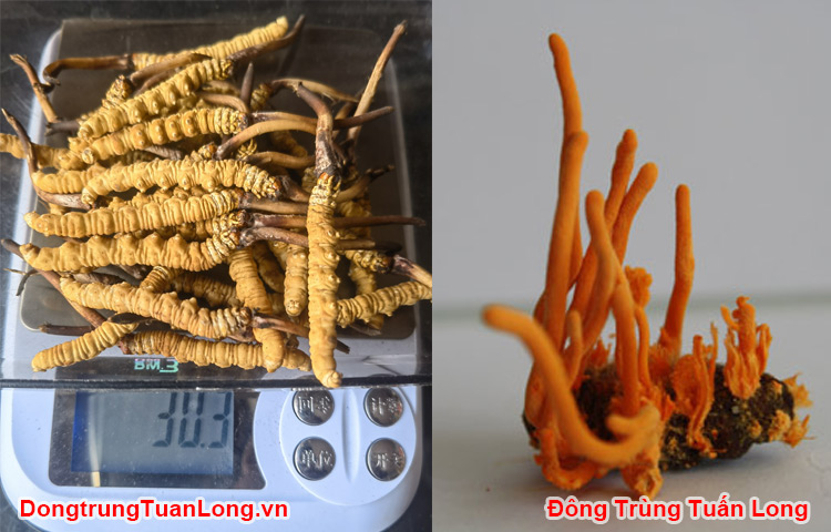 Đông Trùng Hạ Thảo Tự Nhiên Và Nuôi Cấy: Loại Nào Tốt Hơn?