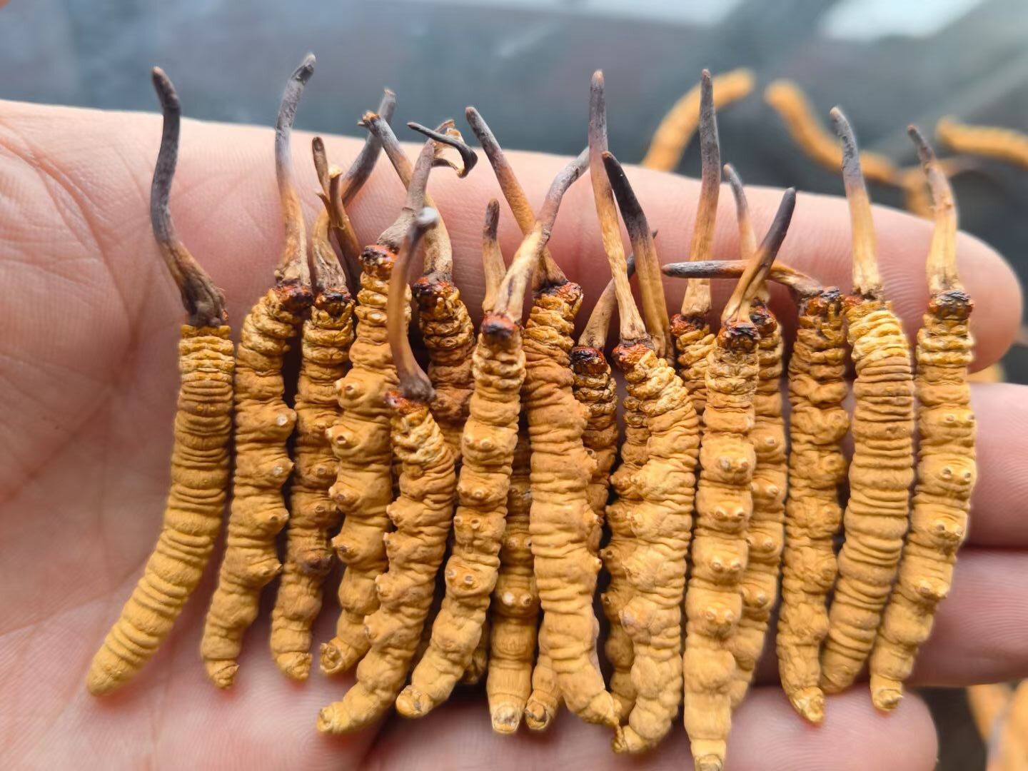 Đông Trùng Hạ Thảo Là Gì? Công Dụng Và Cách Sử Dụng