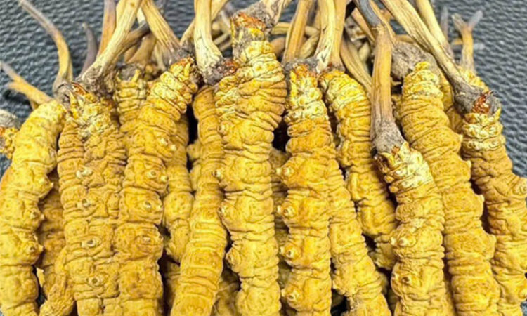 Đông Trùng Hạ Thảo Na Khúc Vip Size 20 Con/10gram