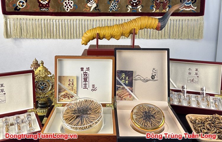 Mua đông Trùng Hạ Thảo ở đâu Chất Lượng Và Giá Tốt Nhất?