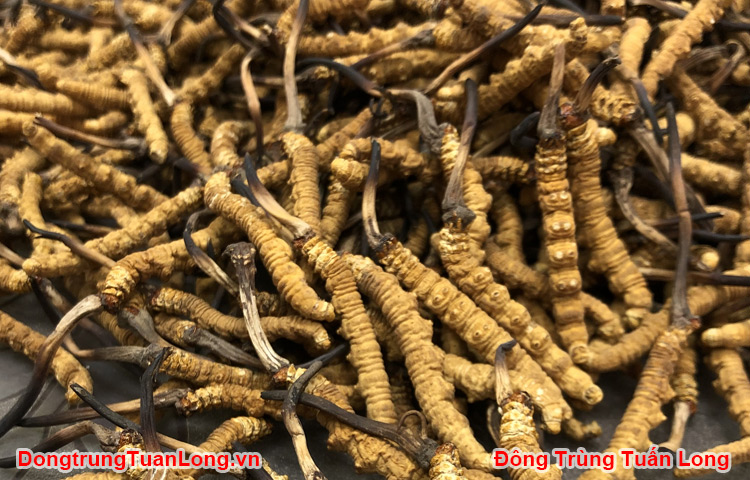 Thành Phần Của đông Trùng Hạ Thảo Theo Nghiên Cứu Khoa Học