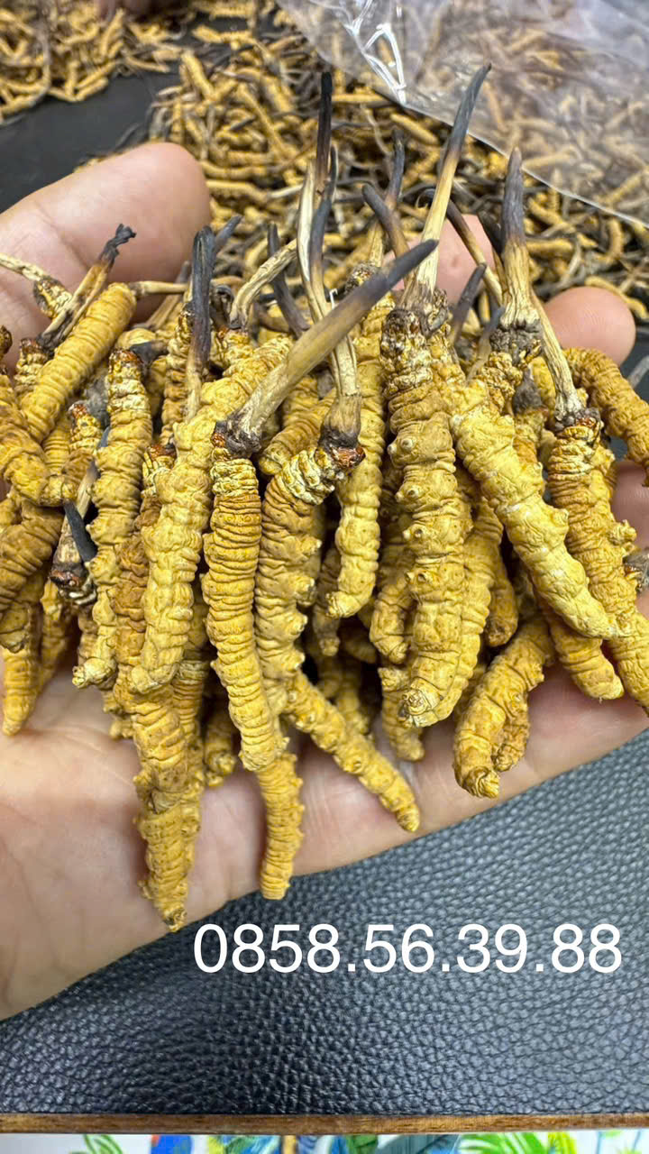 Đông Trùng Hạ Thảo Loại 10 Gram Size 20 Na Khúc Vip