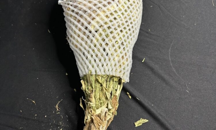 Thiên Sơn Tuyết Liên Hàng Tây Tạng – Dược Liệu Quý Từ Núi Tuyết